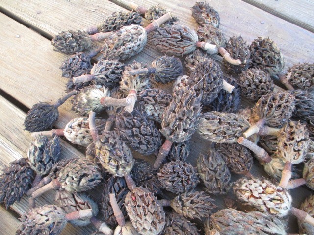 100 Southern Magnolia Seed Pods Cones