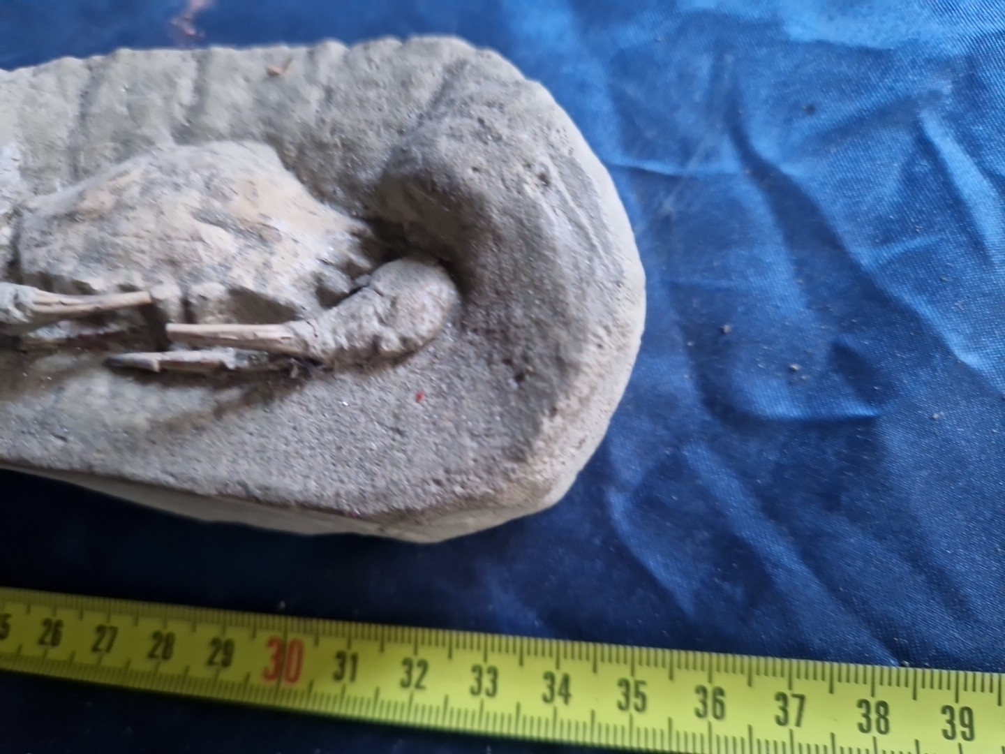 MASSIVE, LARGE, fossil CRAB from Java, Indonesia good details, great claws!