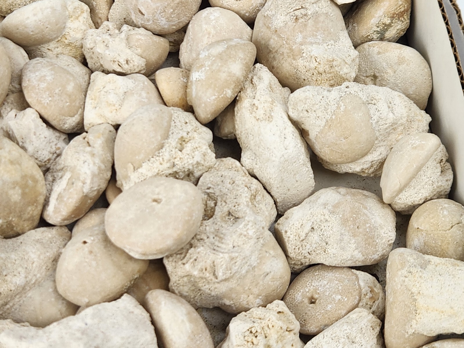 Fossil Sea Urchin (Echinoid) - Florida - 1 Per Purchase - Matrix/Free Standing