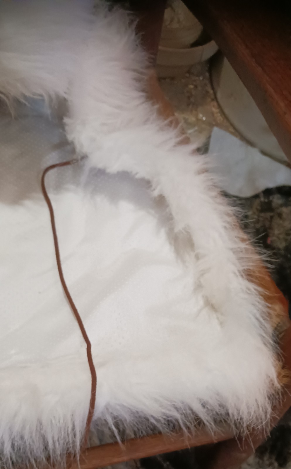 *AWESOME NATIVE AMERICAN WHITE BUFFALO HEAD DRESS LORETTA BEYUKA NICE HTF !*