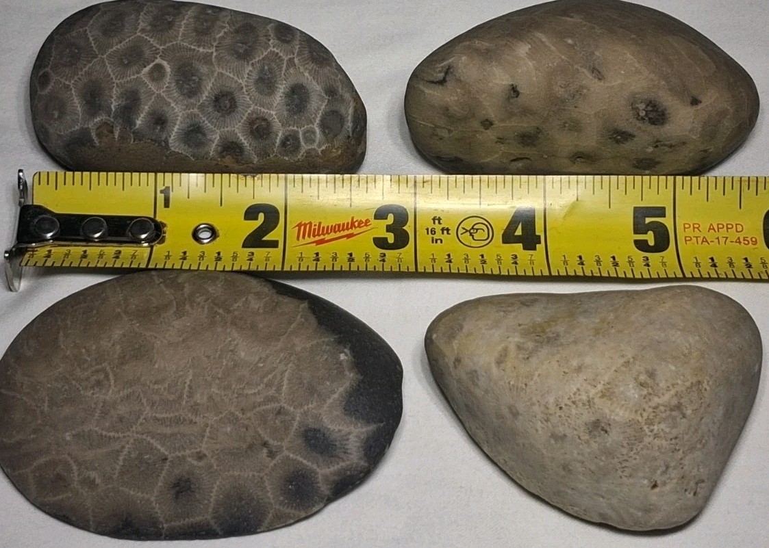Michigan Petoskey Stone Lot 1 Pound Unpolished Natural Great Lakes Fossil Coral