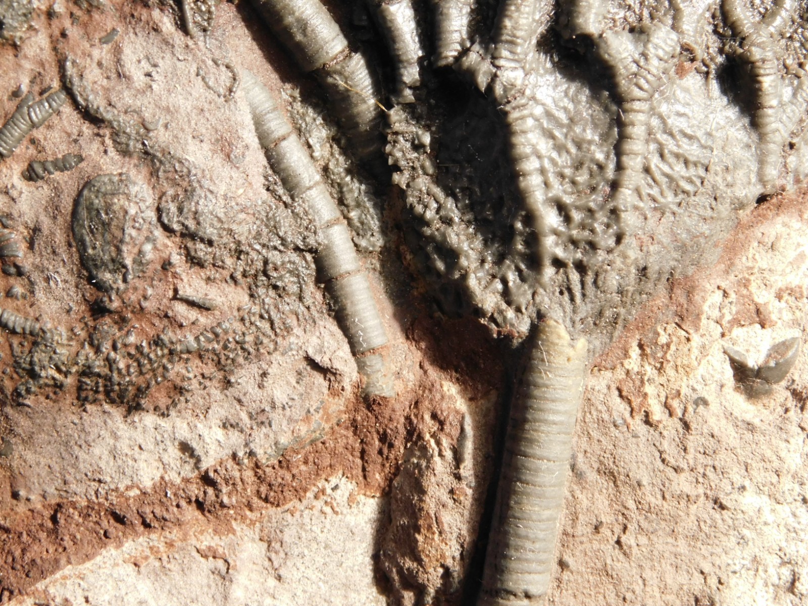 Larger! 430 Million Year Old! CRINOID Fossil or Sea LILY Fossil Morocco 629gr