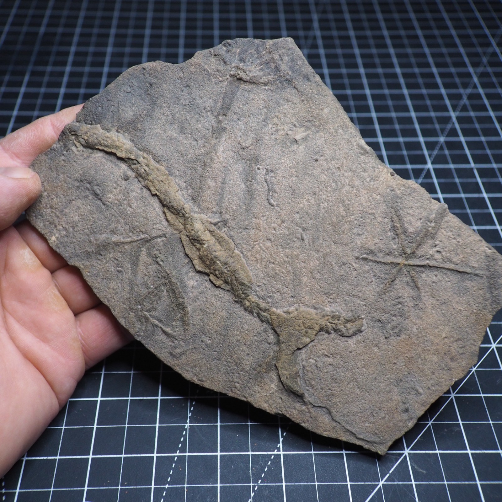 Trilobite Trace Fossil Cruziana Feeding Track Ordovician Morocco Star Trace
