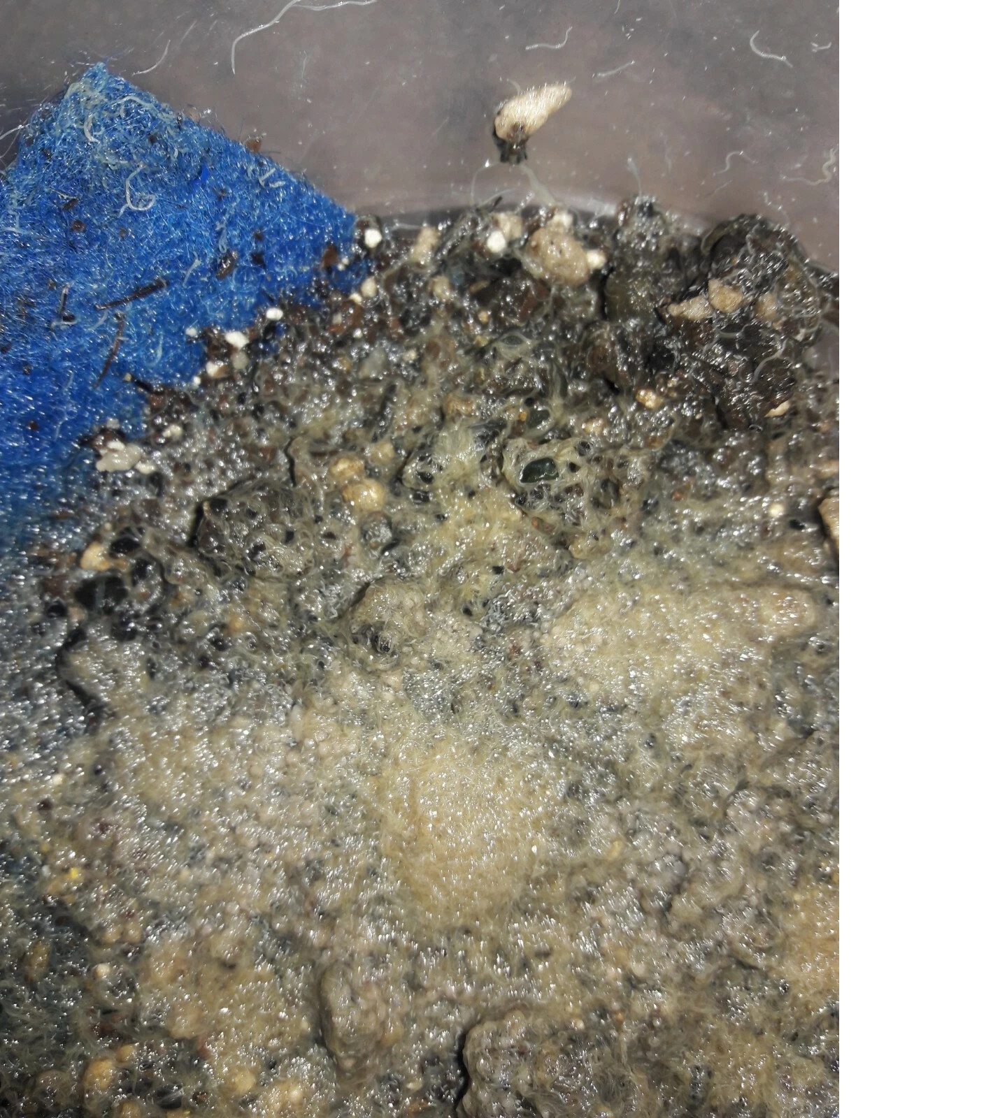 2 oz Grindal worm starter culture LIVE fish food for betta fry killifish & more