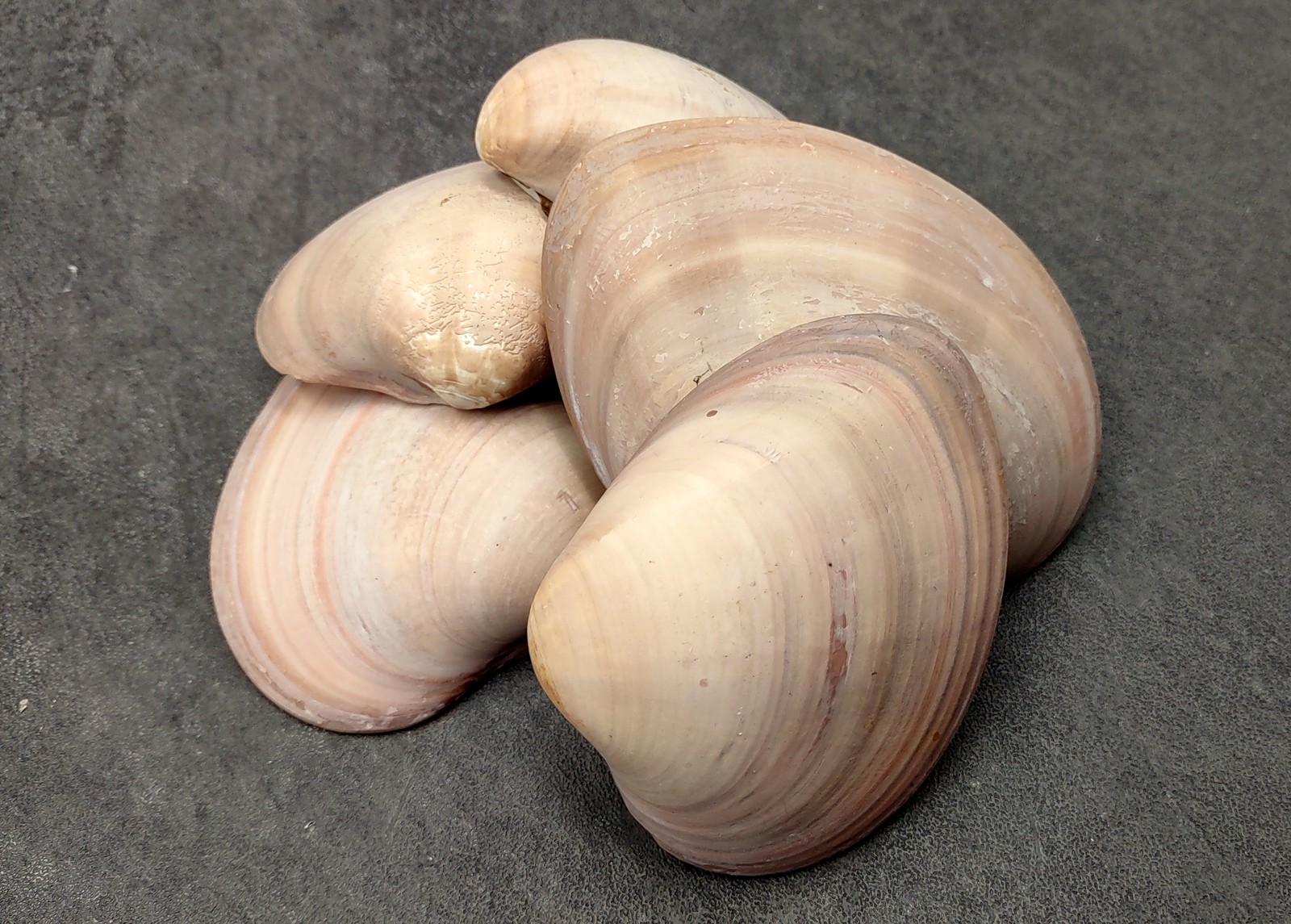 Mocha Clam Seashells Megapitaria Squalida (3 shells approx. 3+ inches)