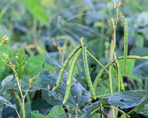 Mung Beans - Sproutable, Kosher, Raw, Vegan - by Food To Live