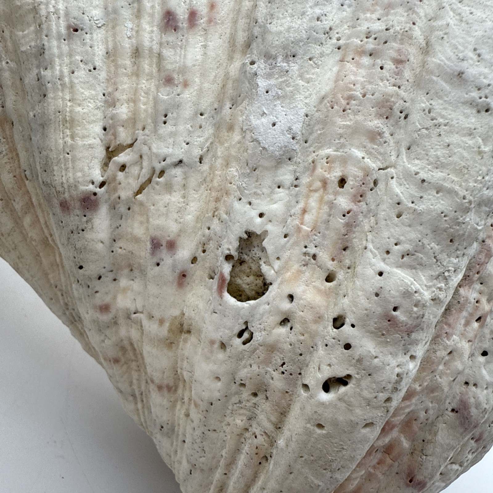 Giant Clam Shell Tridacna Gigas 9.5” Long X 7.5” Wide Fossil Indentations Clean