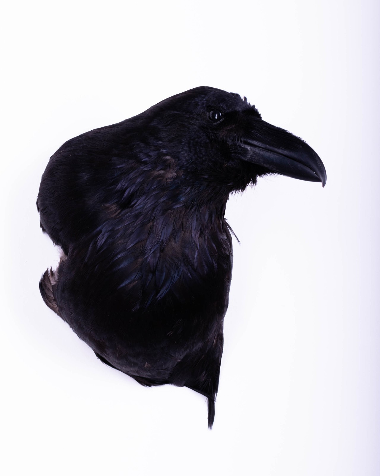 Taxidermy Carrion Crow Head Bird Wall mount Real Stuffed Animal Hunt Lodge Decor