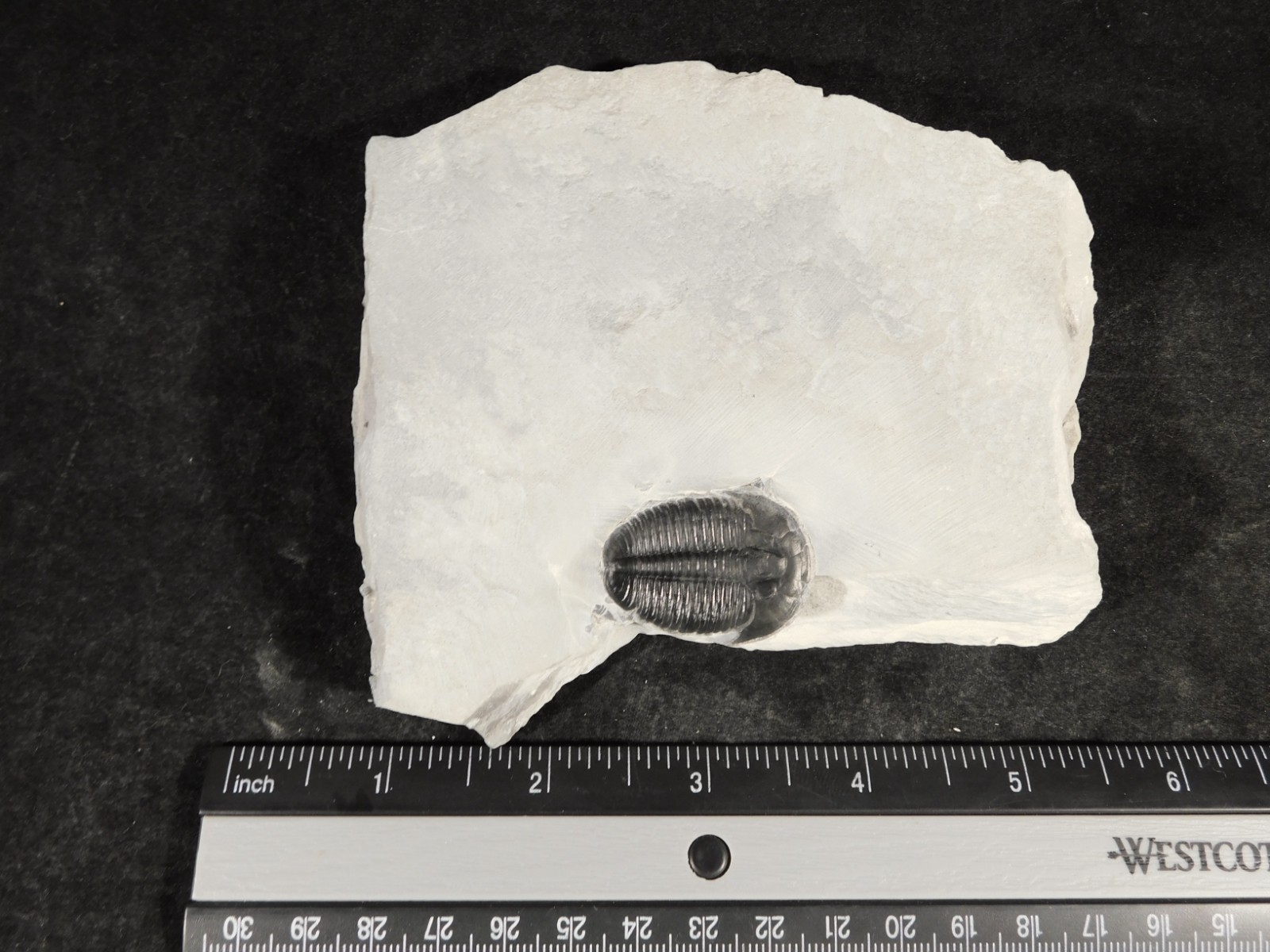 LARGER! NICE and 100% Natural TRILOBITE Fossil From Cambrian Utah 371gr *D