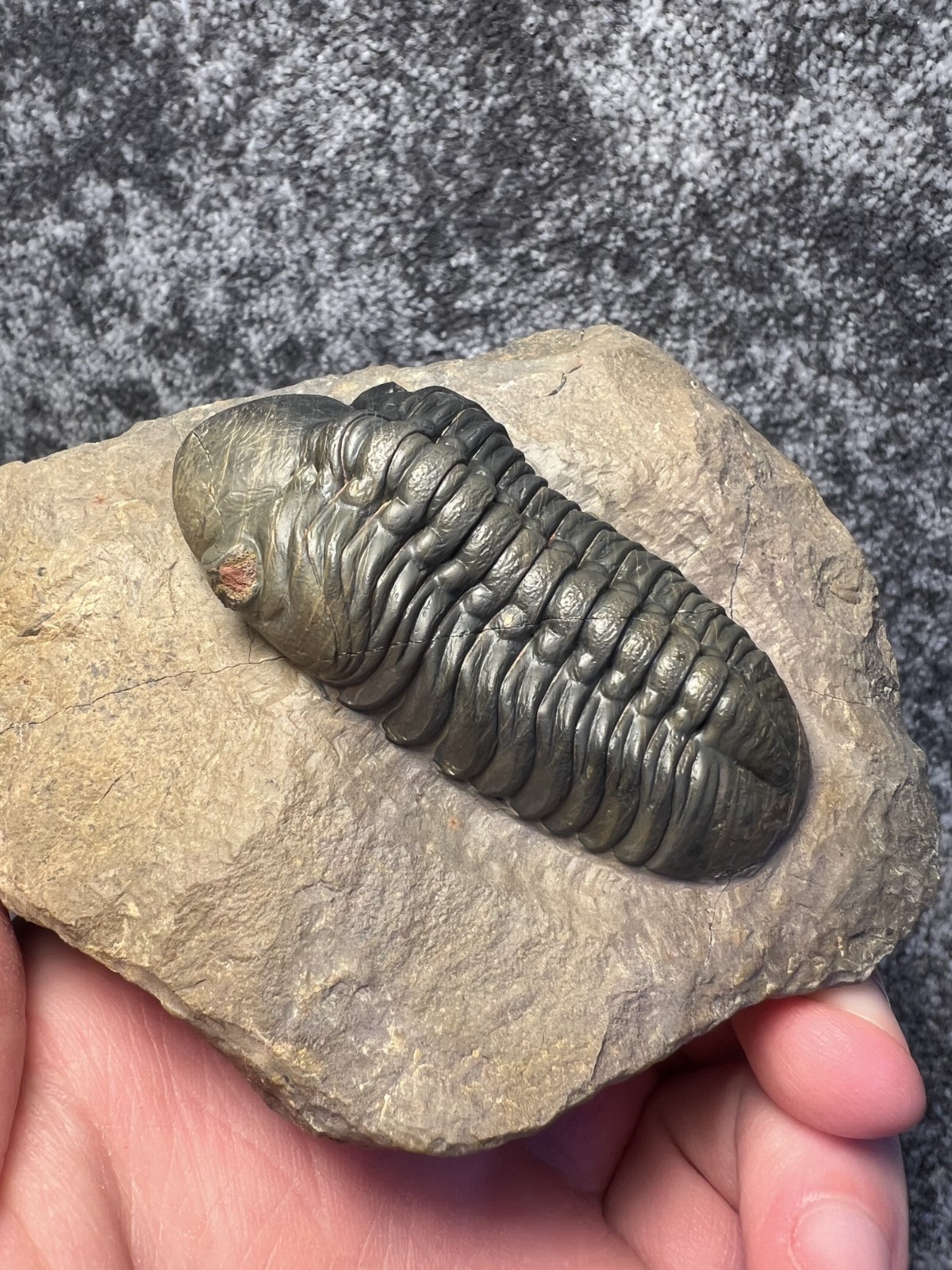 Reedops Trilobite Fossil – Detailed Collector Specimen