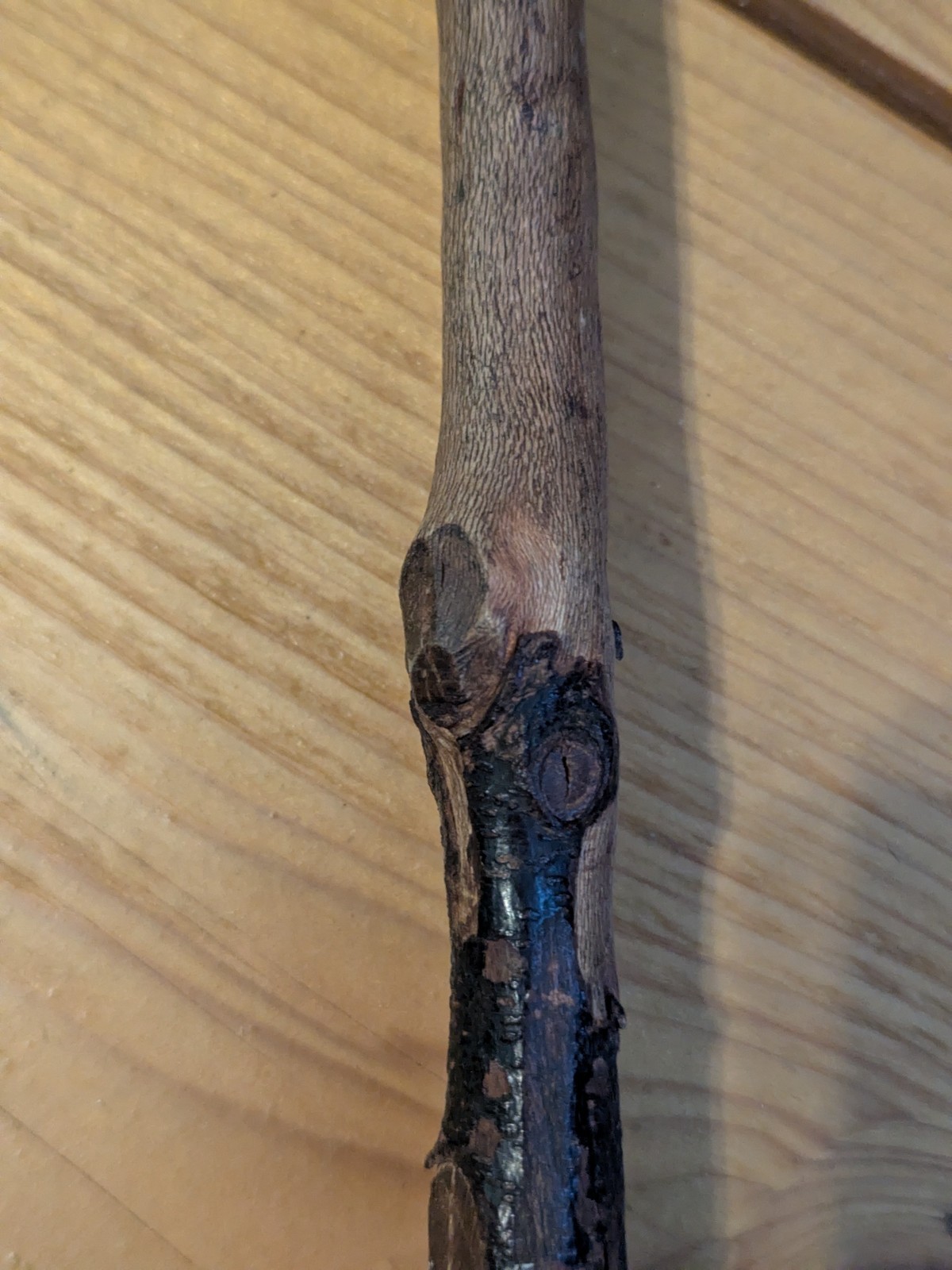 Native American 🔥 Eastern Woodland 🔥War Clubs 💥 Ball Root Burl 🤩 18th 19th C