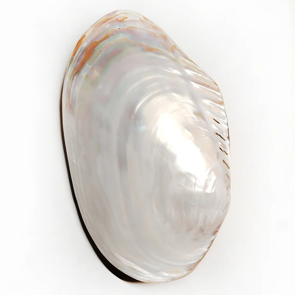 Large Pearlized Mussel Clam Shell Polished Seashell White Mother of Pearl 7-8"