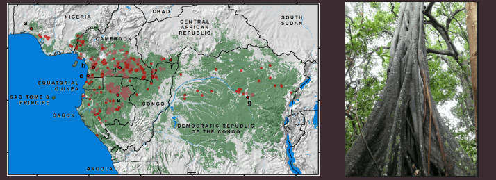 Gaboon Gabon Ebony Turning Blank Spindle Wood Block 2" x 2" x 6"