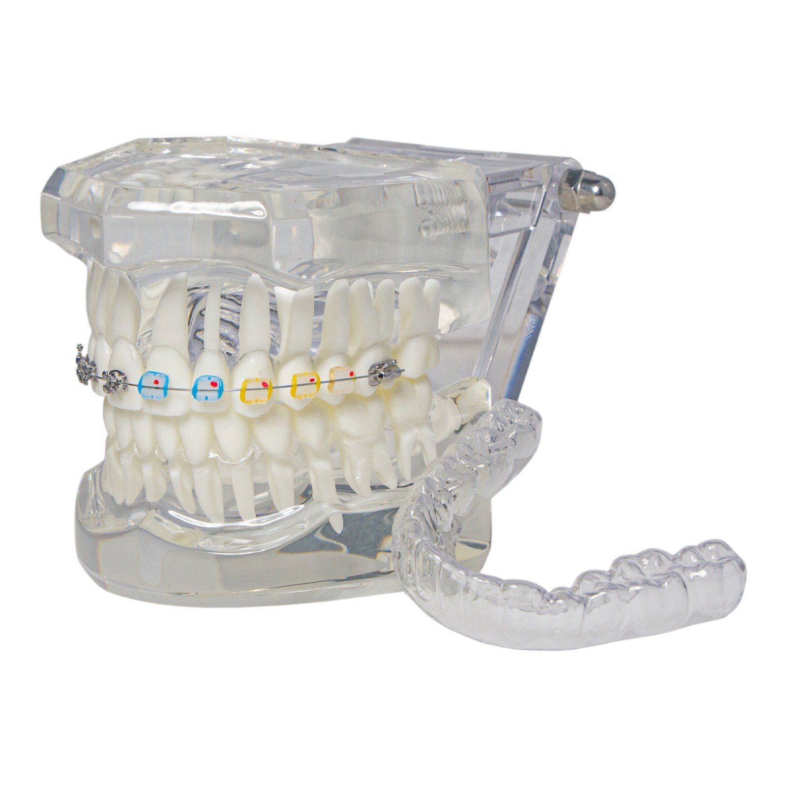 Dental Ortho Teeth Model With Metal Ceramic Brackets Lingual Braces Tube Teach