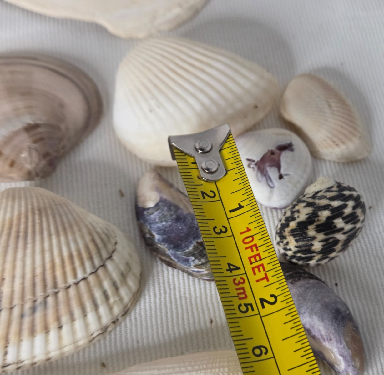 Lot of 32 Clam Scallop Shells Various Sizes from 1"- 4'' Natural Seashells