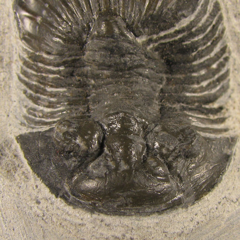 1.5" Scabriscutellum TRILOBITE Fossil on Matrix - Devonian Age - Morocco