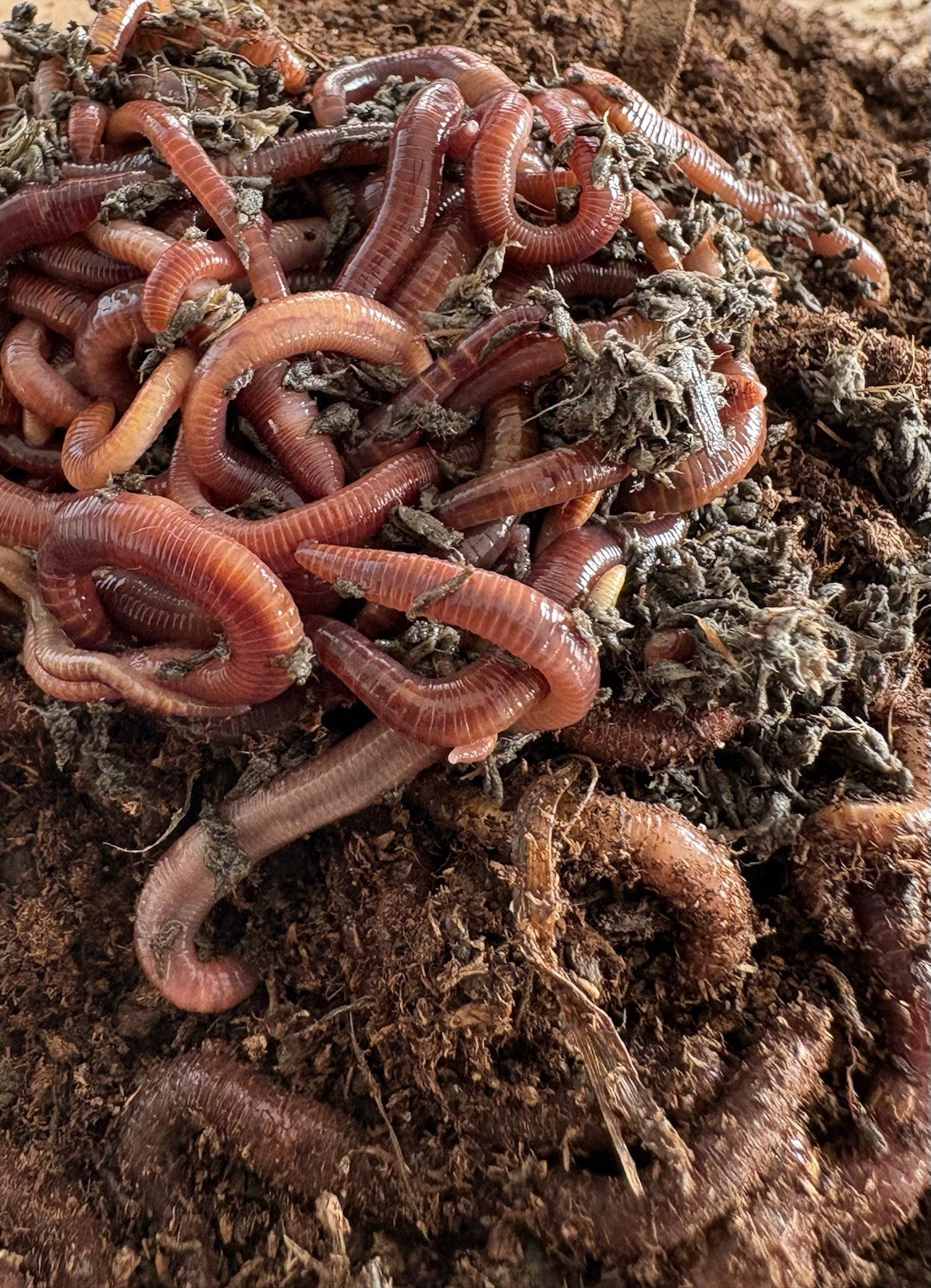 100 + Live Red Wiggler Worms Healthy & Fresh Composting Worms 🪱 Ready To Ship