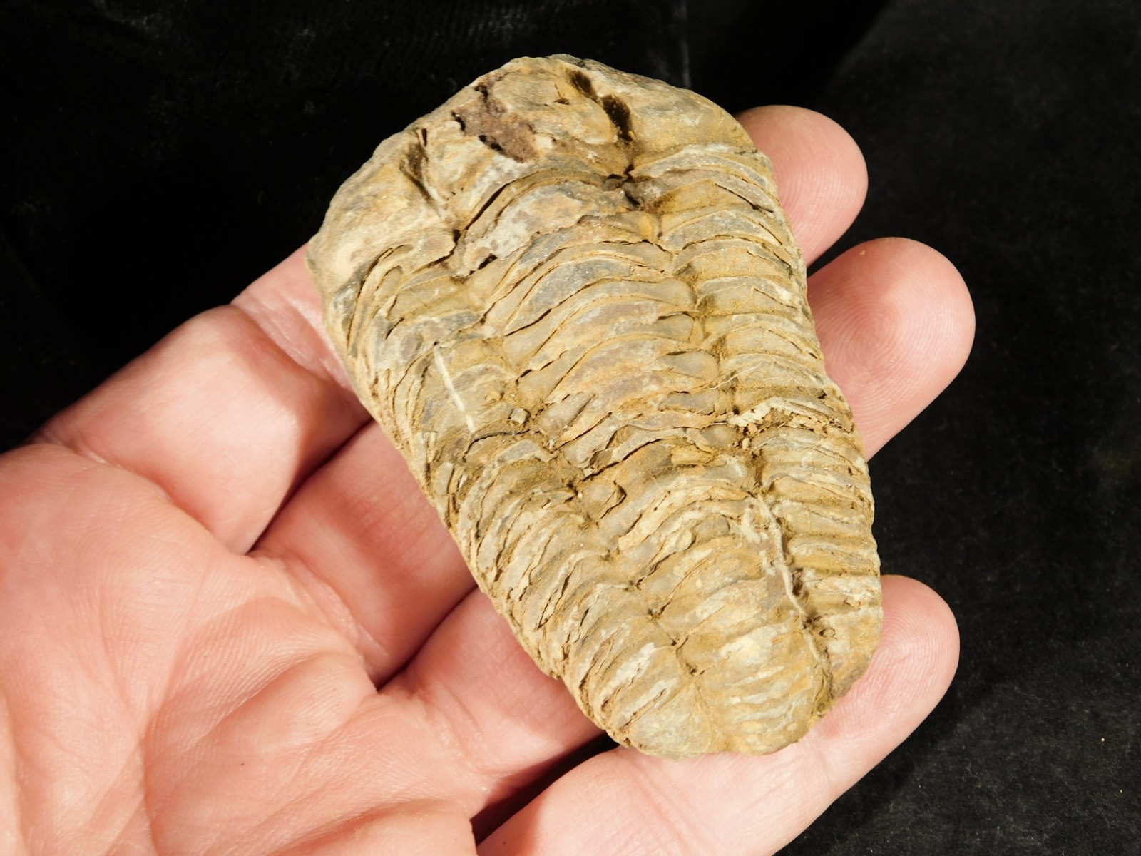 Big! 460 MILLION Year Old! Flexicalymene TRILOBITE Fossil Morocco 2.31