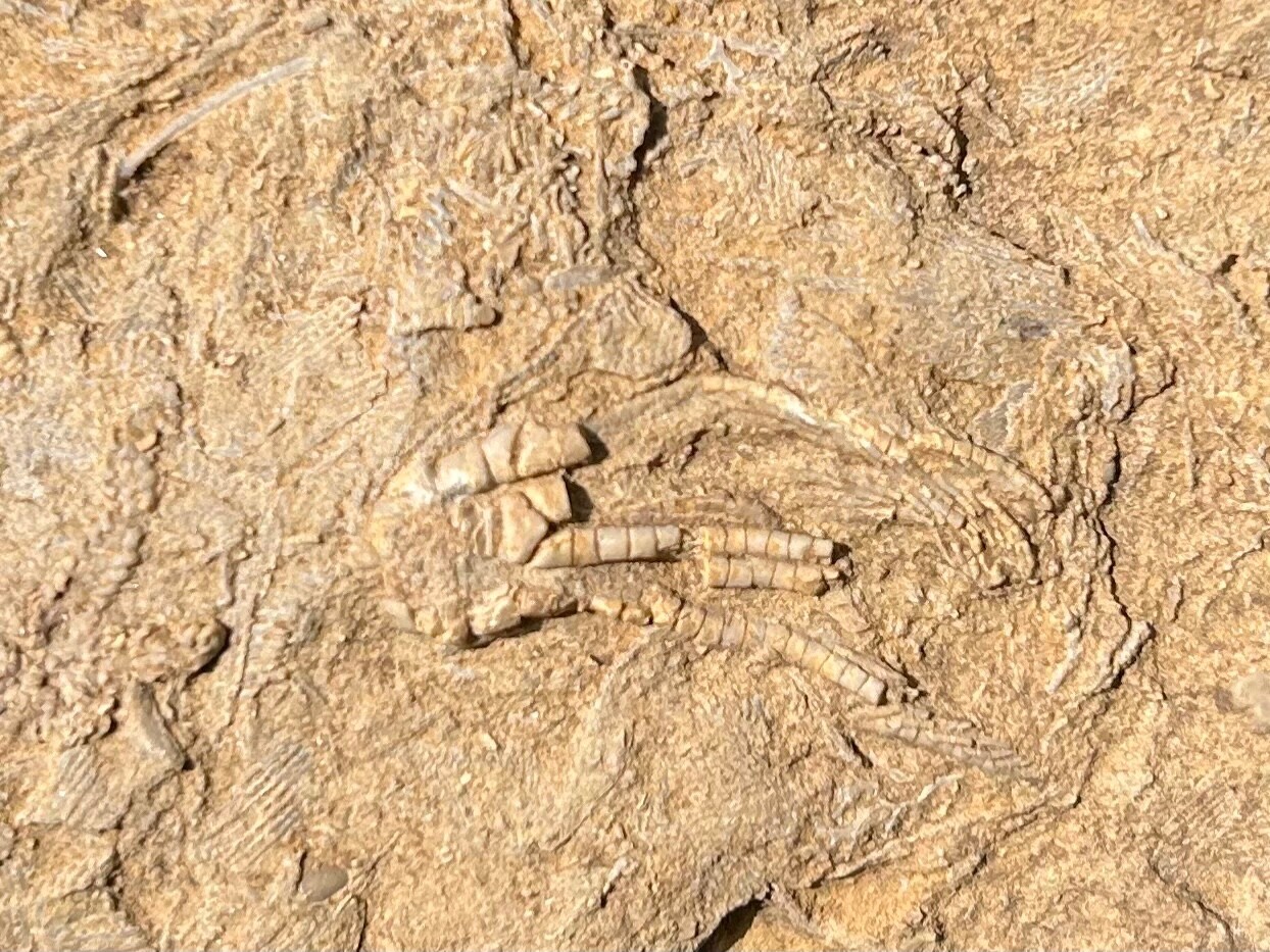RARE Alabama Fossil Brittle Star and Crinoid in Matrix Cholaster whitei