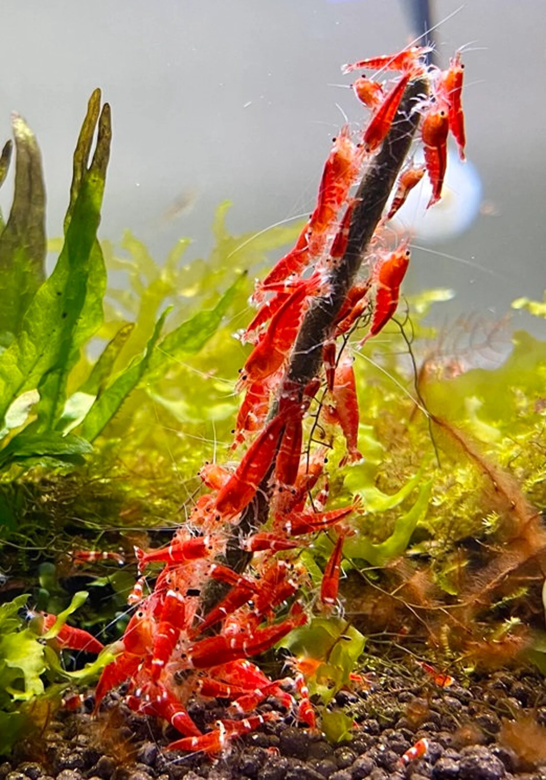 Shrimp Lollies 15 Sticks - All in One Lollies Nano - Homemade in USA Shrimp Food