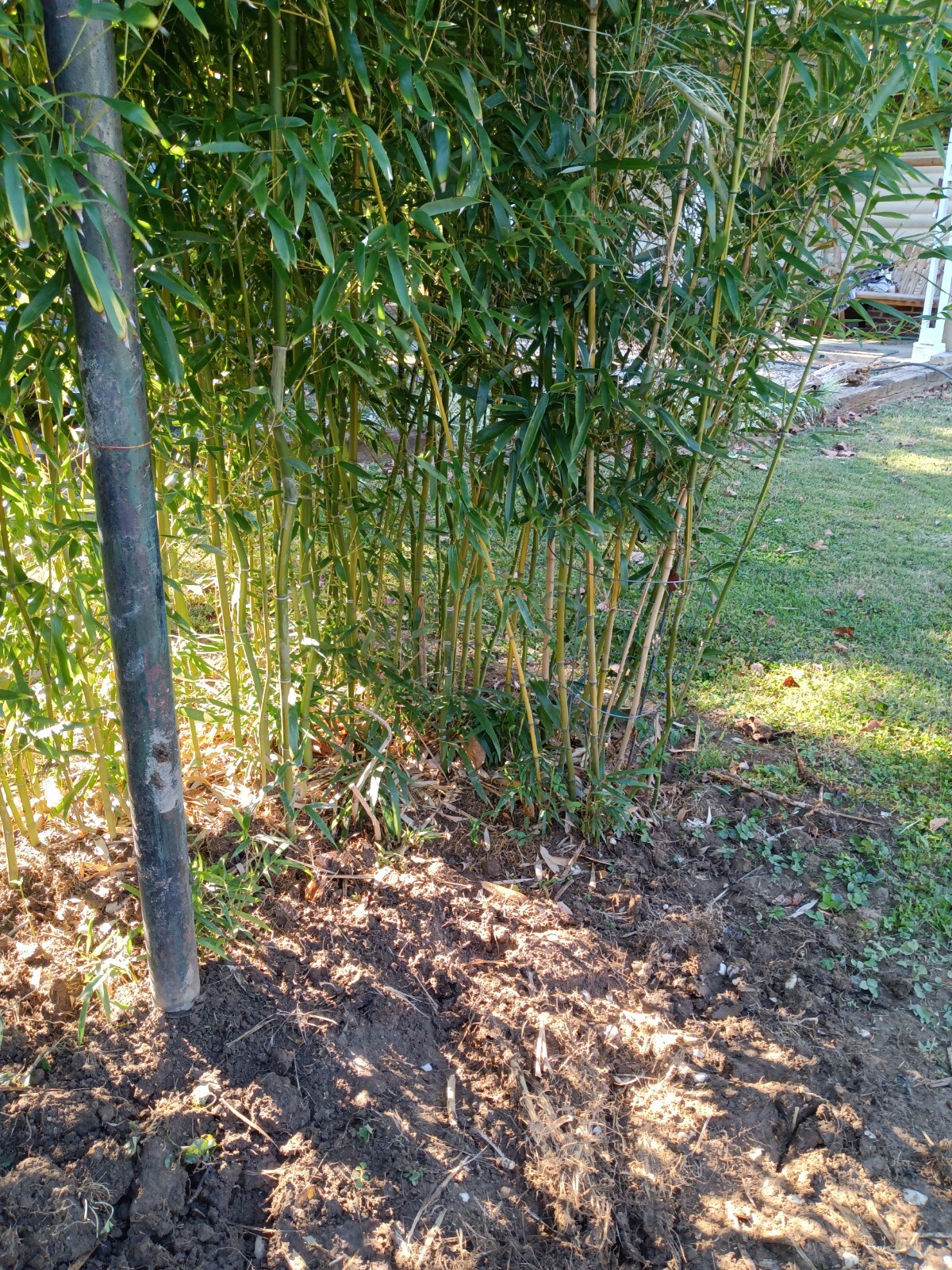 Fall Special MOSO Live Bamboo Root 6pc per order, 5 inches or longer each.