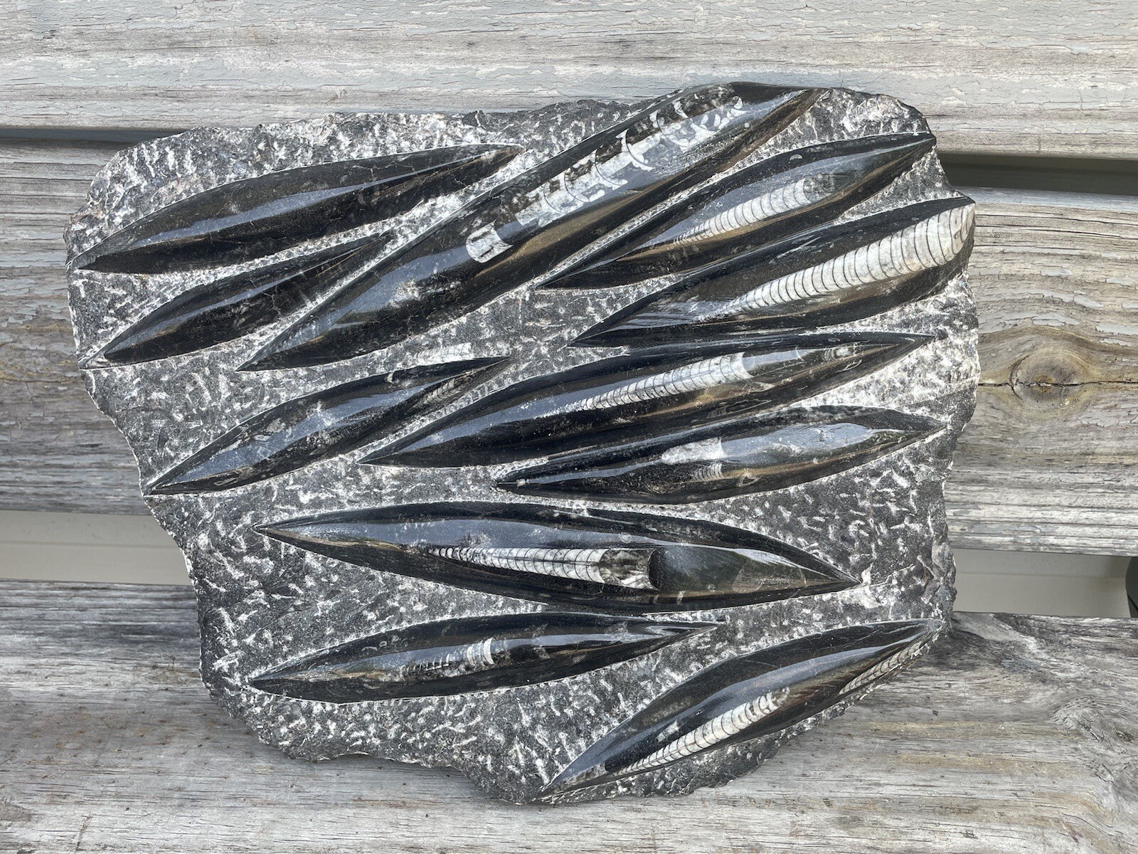 Polished Orthoceras Fossil Black Stone Slab Beautiful ❤️❤️❤️