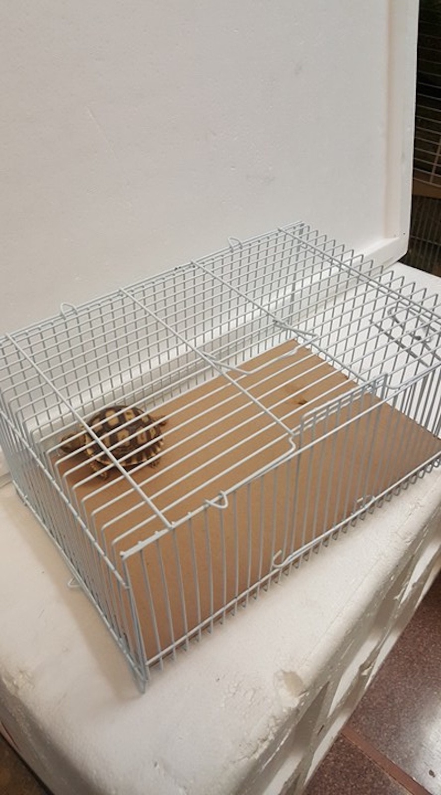 Small Animal Metal Wire Cage for Transport *ONLY White COLOR*