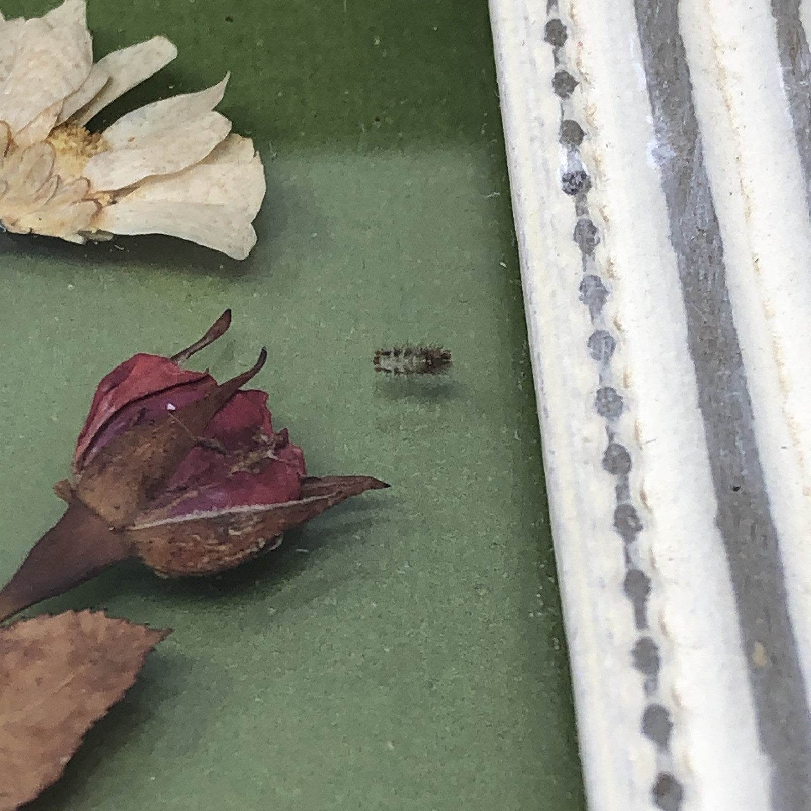 Framed Pressed Flowers Distressed Frame 10.5" x 12.5" Cottagecore Country Chic B