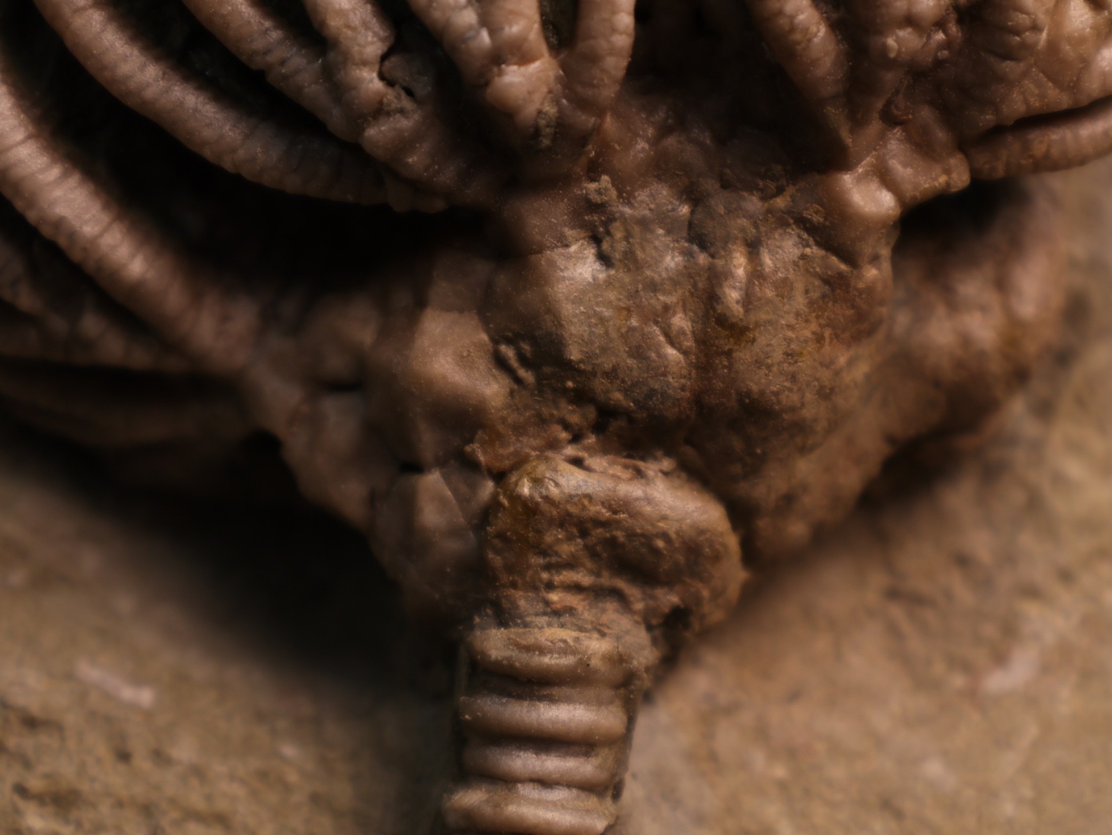 Actinocrinites gibsoni Crinoid Fossil, Crawfordsville, IN