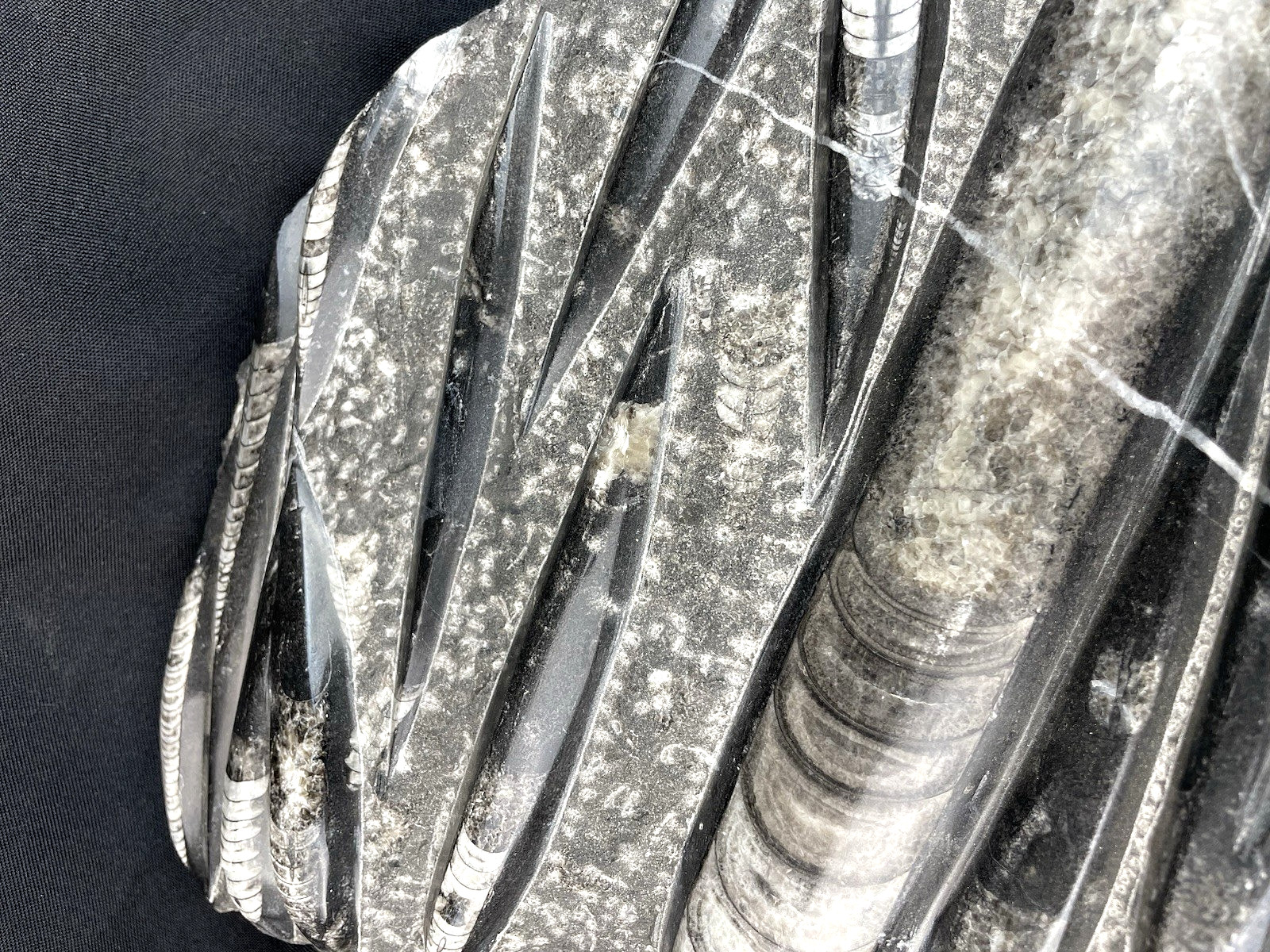 10 lbs Block of Polished Petrified Sea Life Fossil Devonian Orthoceras 9" x 12"