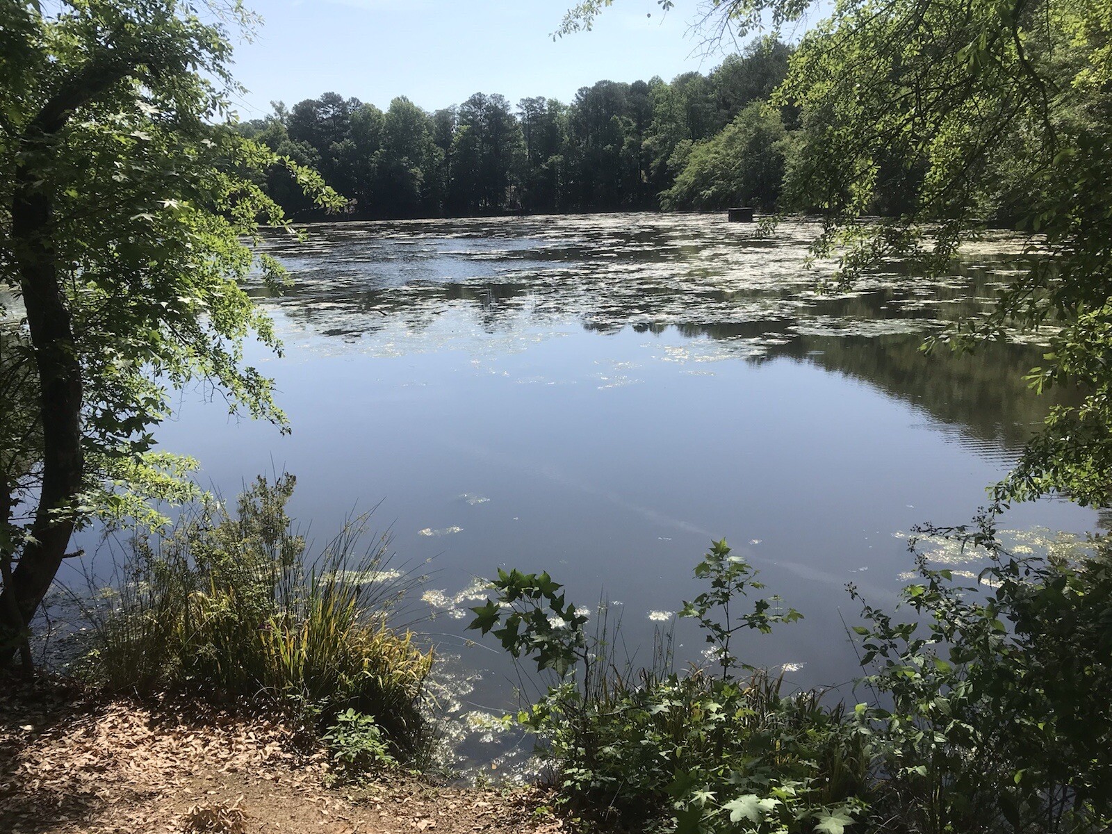 7 lbs Georgia Fatwood Natural Fire Starter Kindling. THE BEST!