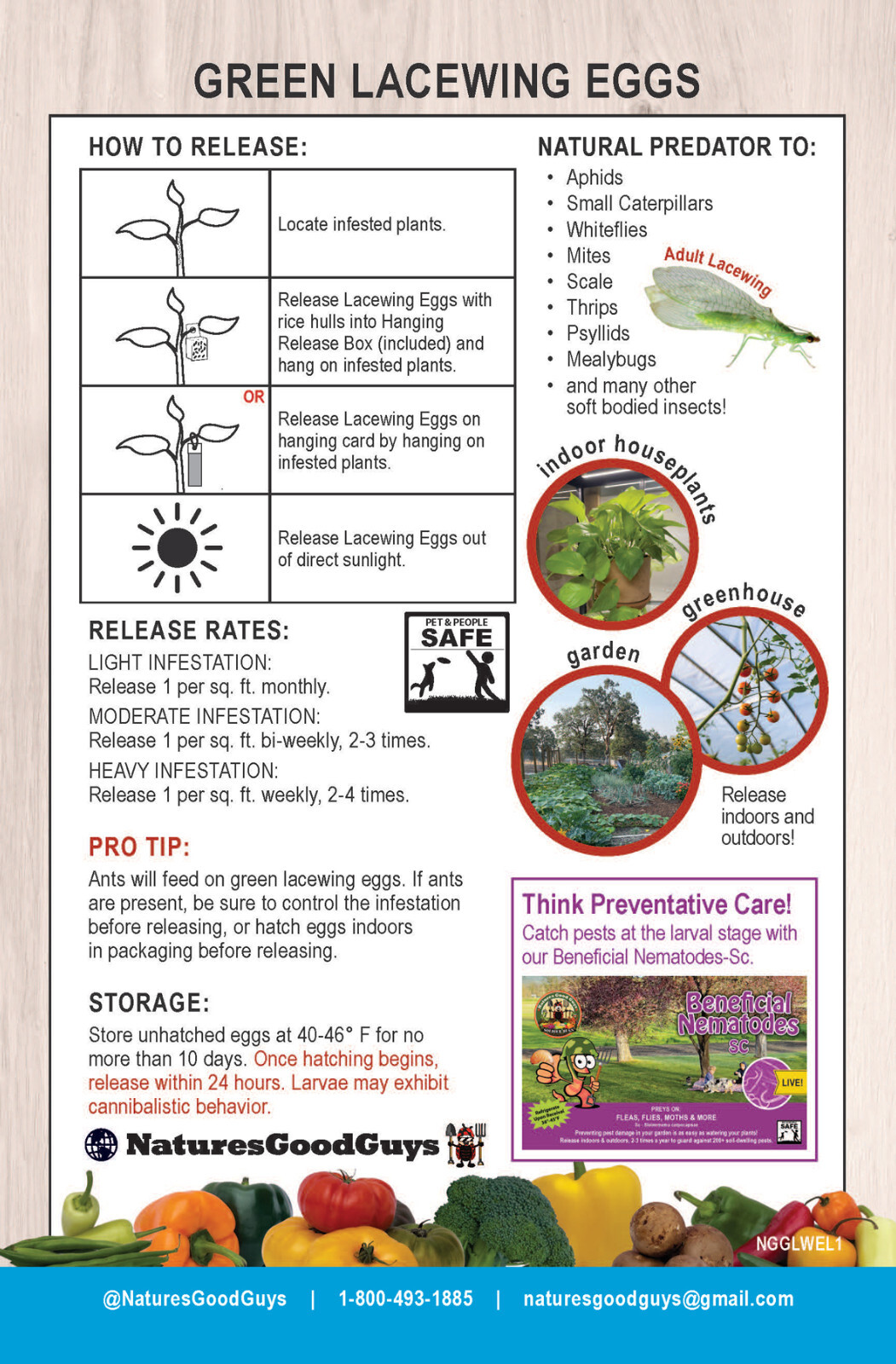 Green Lacewing Eggs in Rice Hulls - 1,000 Count - Aphid Exterminator
