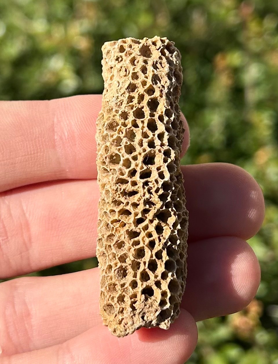 Oklahoma Fossil Coral Striatopora Pennsylvanian Age Gene Autry Shale