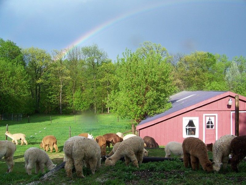 Bird Nesting Alpaca Fiber, BROWN (Stuffed 1 Gallon Bag) Ready To Use Raw Organic