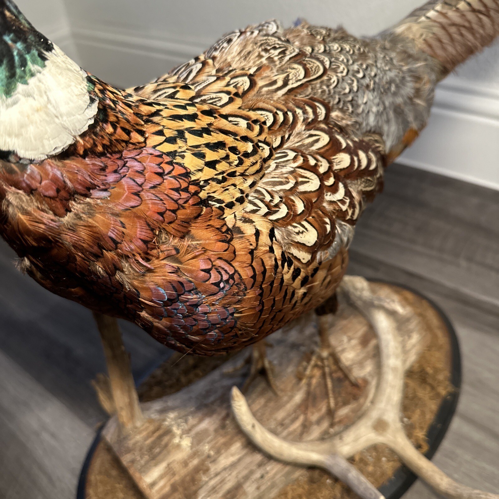 Pheasant Ring Neck Taxidermy Table / Shelf Display Mount