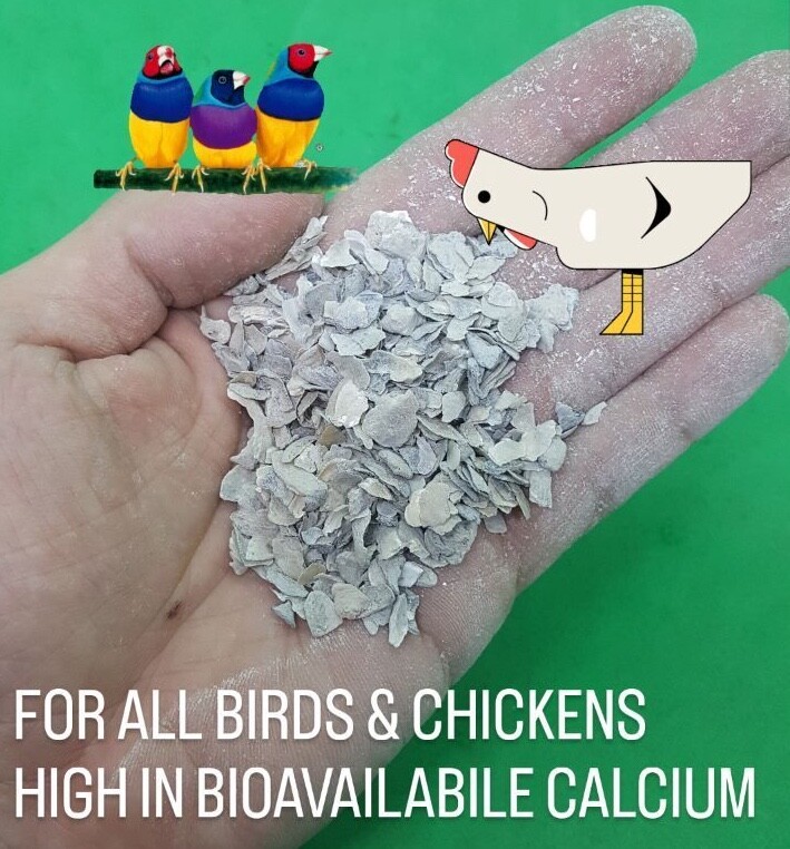 PURE Oyster Shells Calcium Grit for Birds & Chickens BULK ***Choose Size***