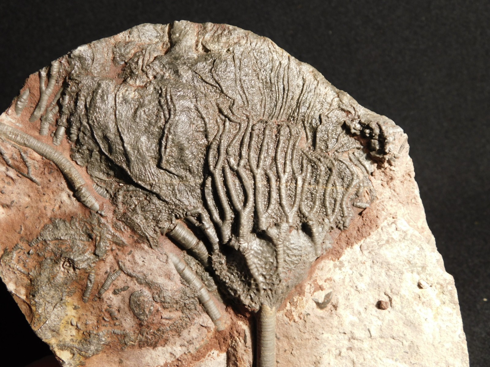 Larger! 430 Million Year Old! CRINOID Fossil or Sea LILY Fossil Morocco 629gr