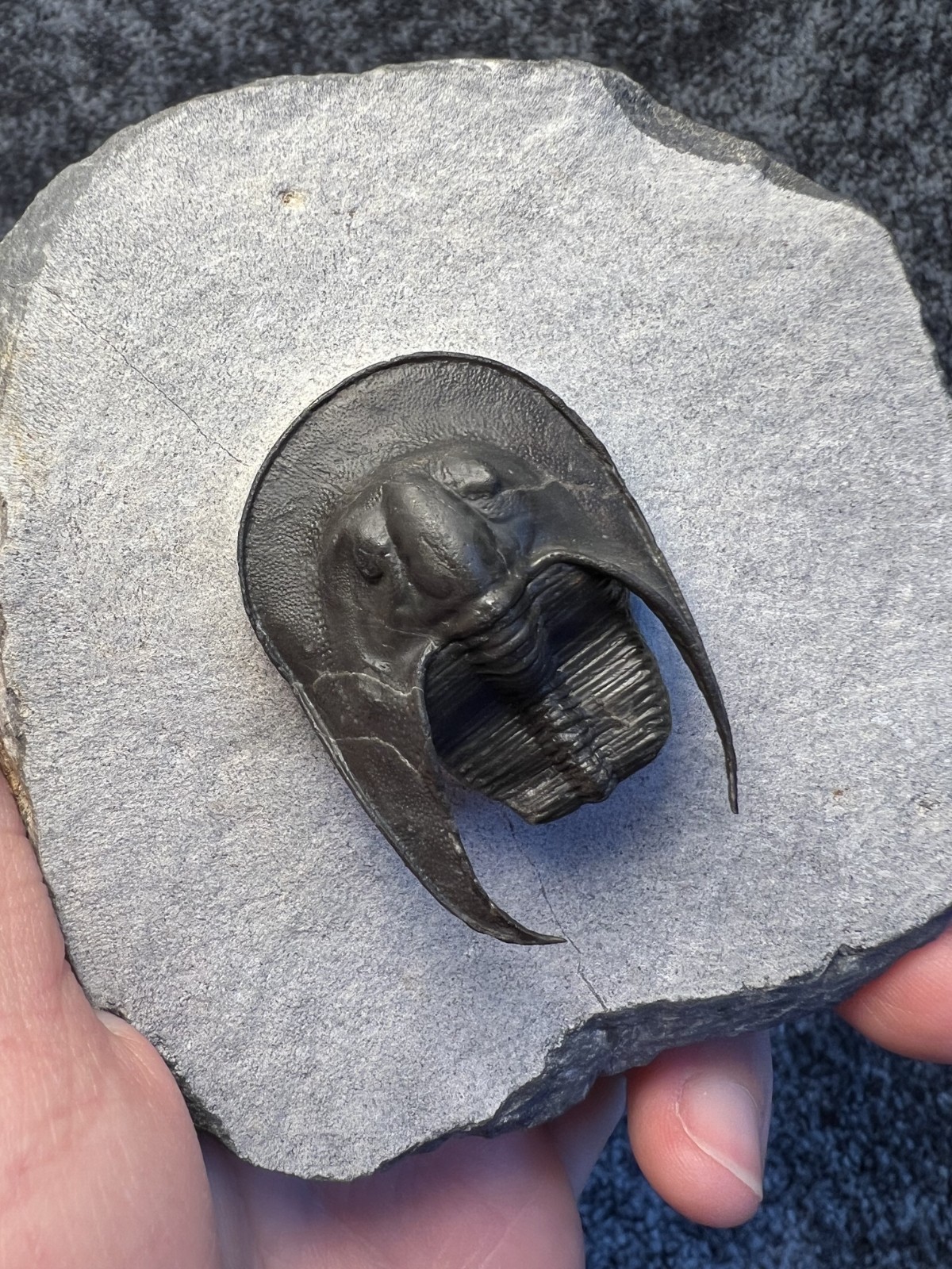 Harpes aff. perradiatus Trilobite Fossil – Attractive Specimen