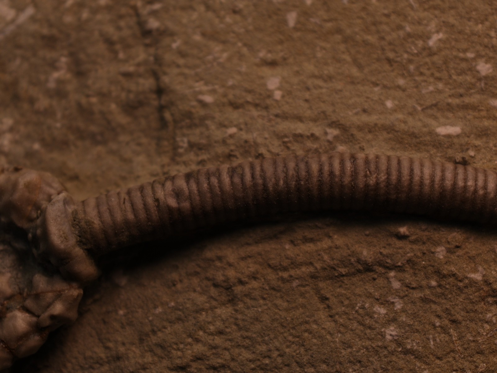 Well-Coiffured Crinoid Fossil, Crawfordsville, IN