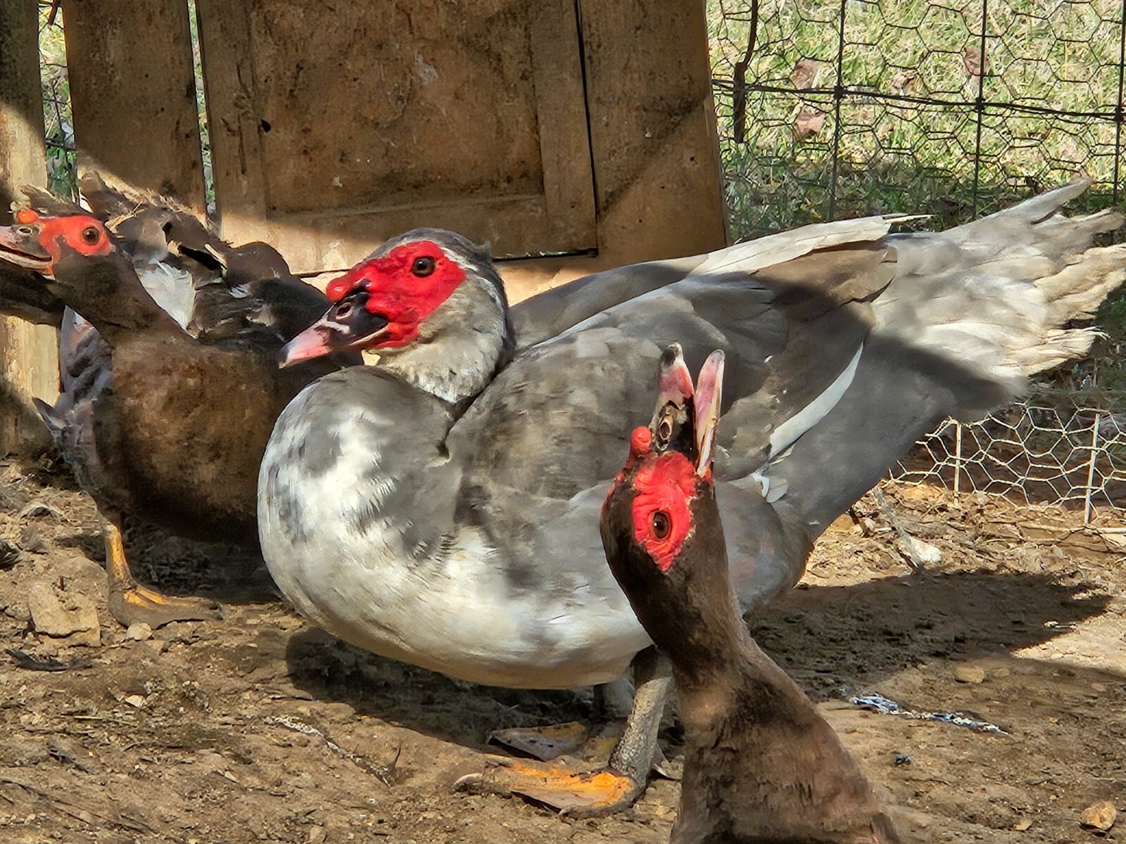6 Muscovy Duck Hatching Eggs