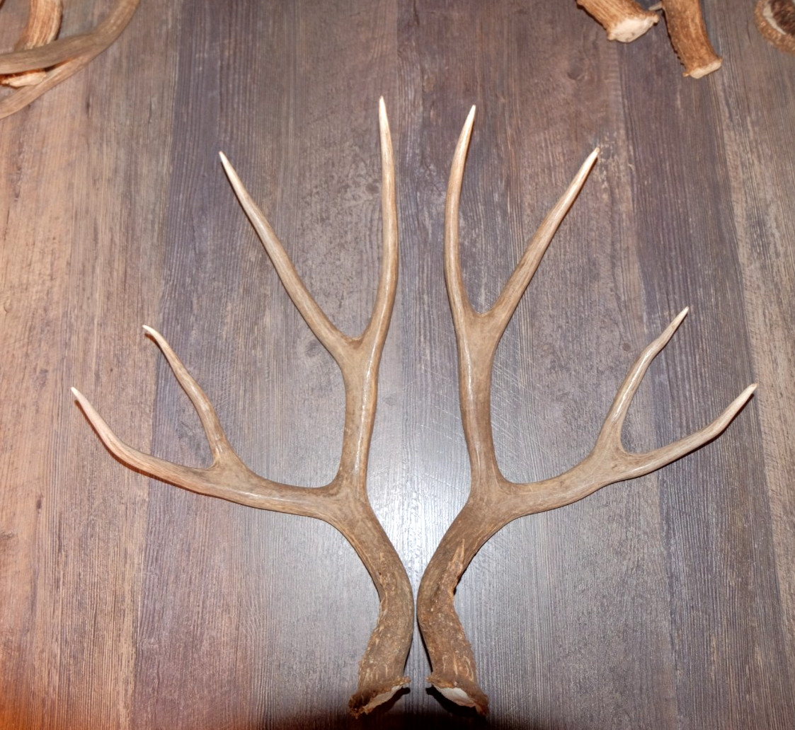Nice Set Mule Deer Antlers Sheds Taxidermy Mount Cabin Decor Buck Horns