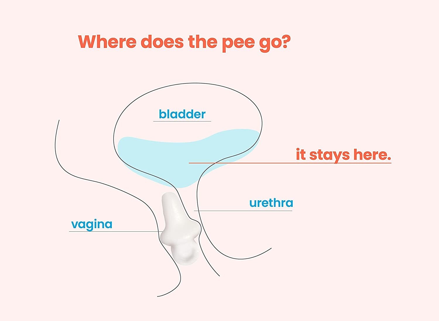 Uresta Blasenunterstützung für Frauen