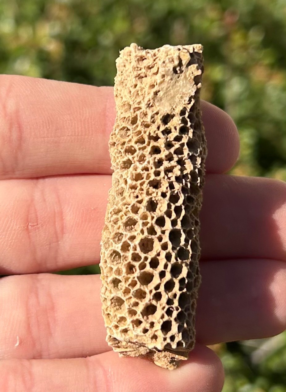 Oklahoma Fossil Coral Striatopora Pennsylvanian Age Gene Autry Shale