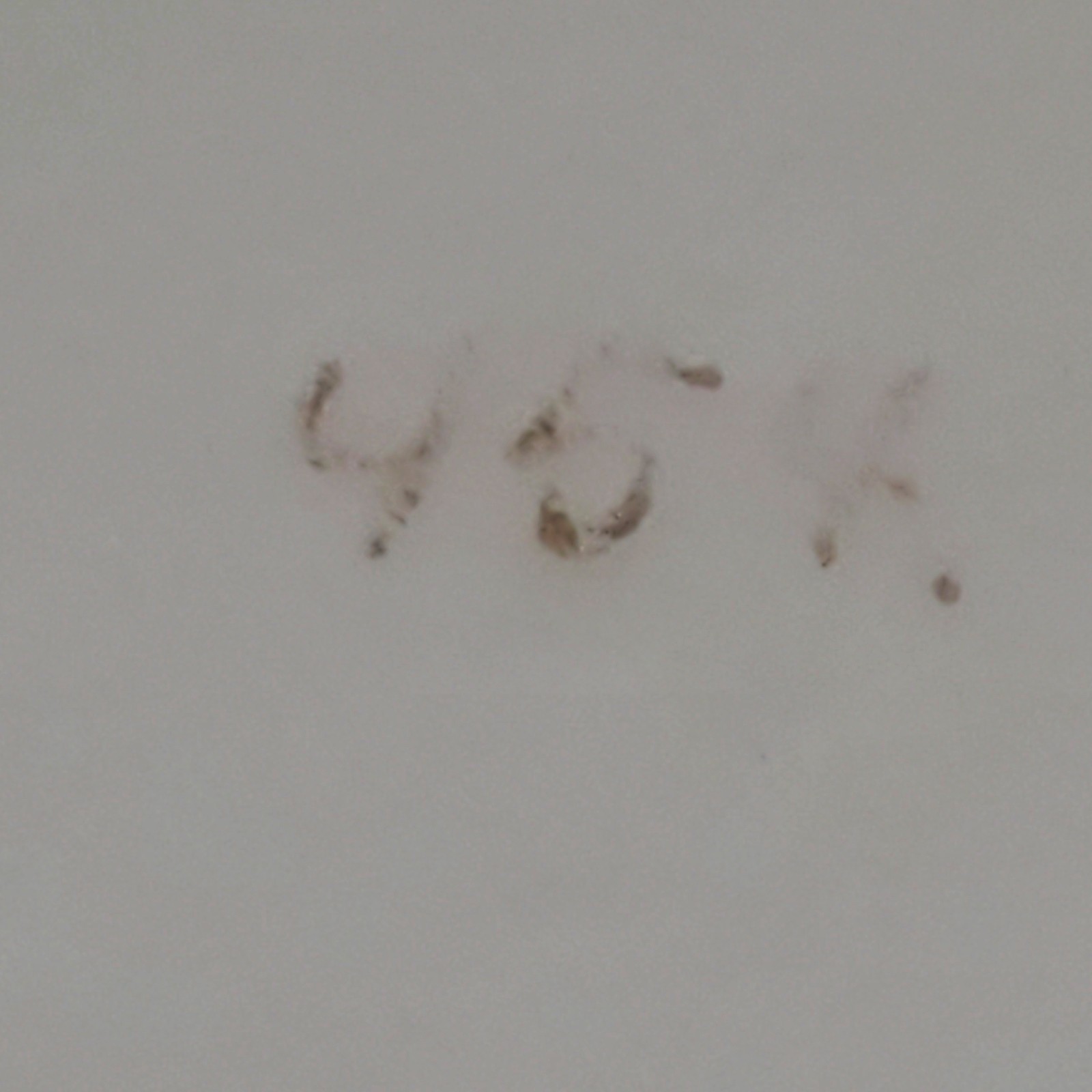 WWI Imperial German Loewen Leuven 1914-16 Belgium Porcelain Cup Schirnding AG