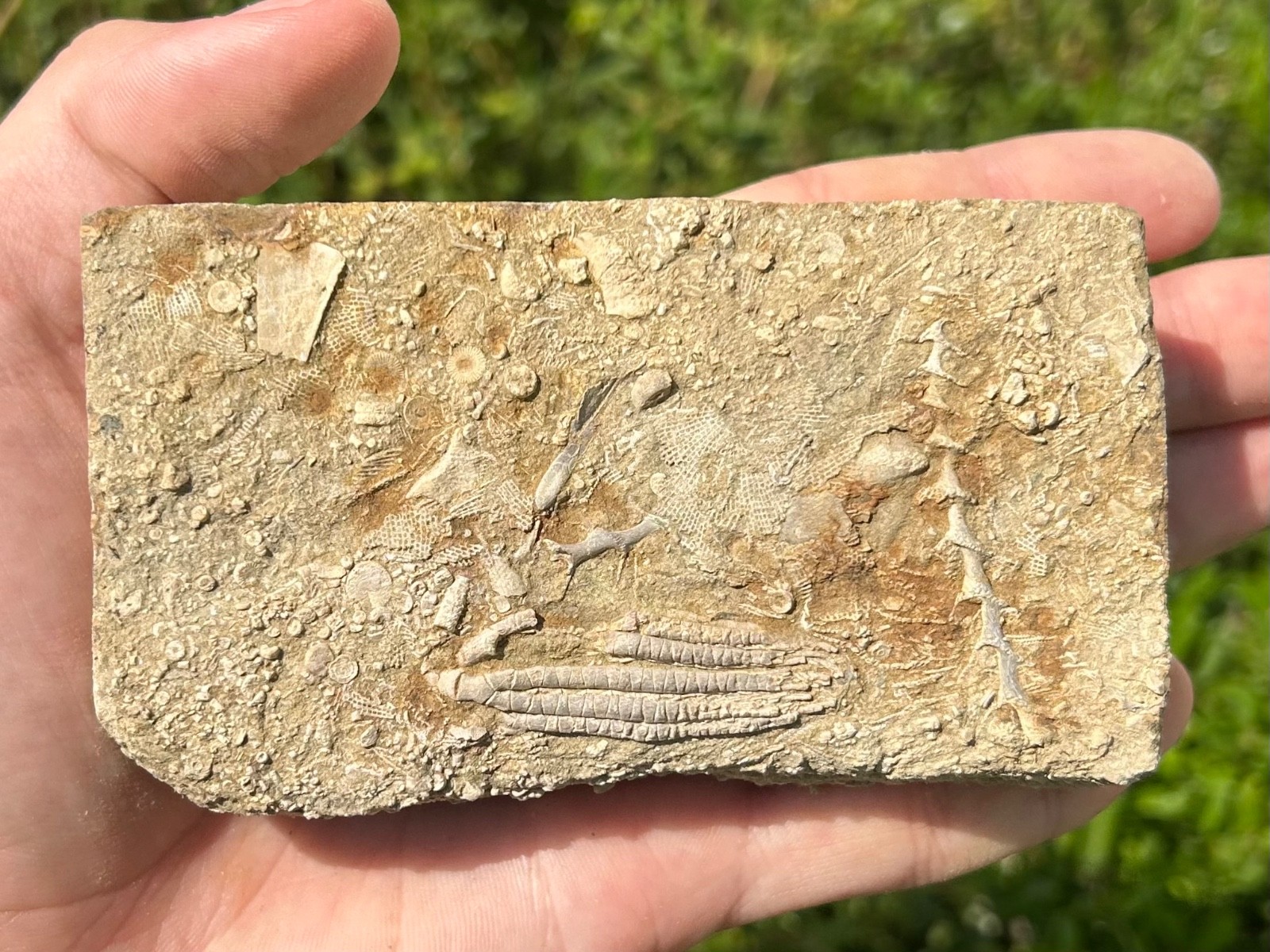 Fossil Crinoid in Matrix Aphelecrinus bayense Rare Alabama Mississippian Age