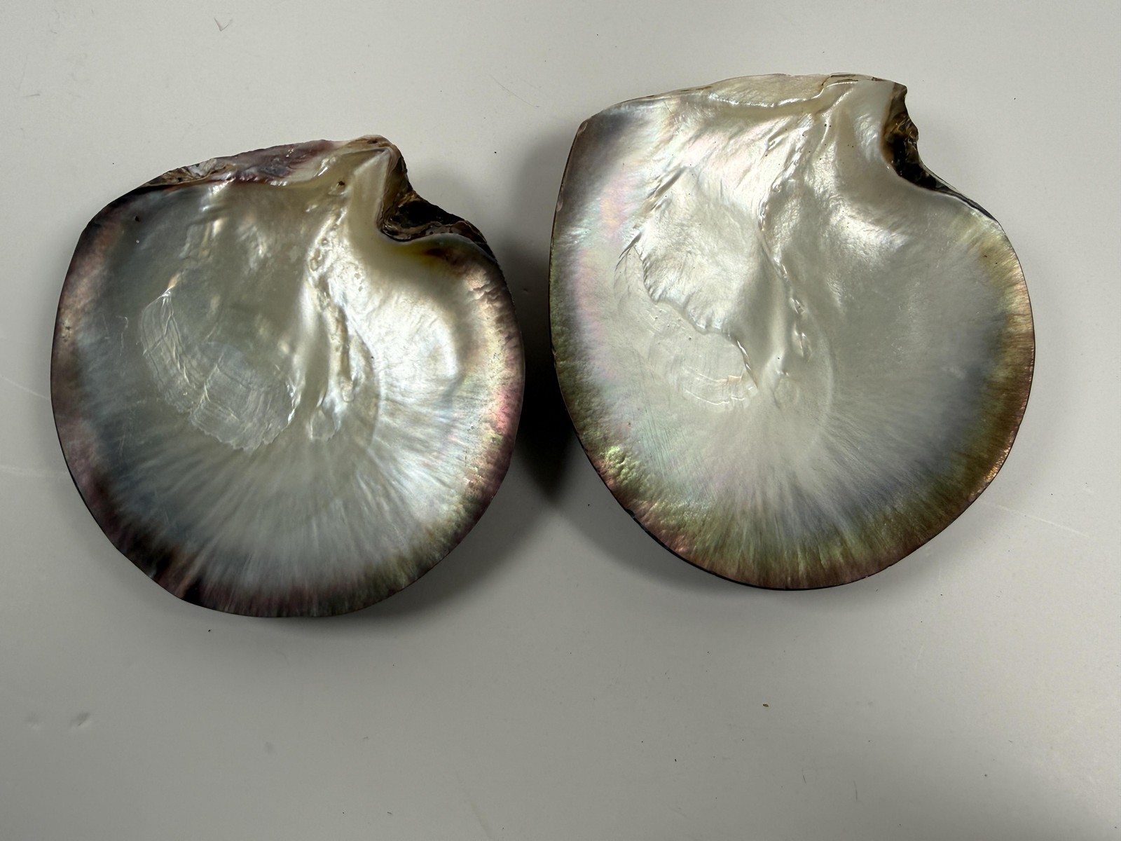 Black Lip Oyster Shells Iridescent Mother Of Pearl Lot of 2