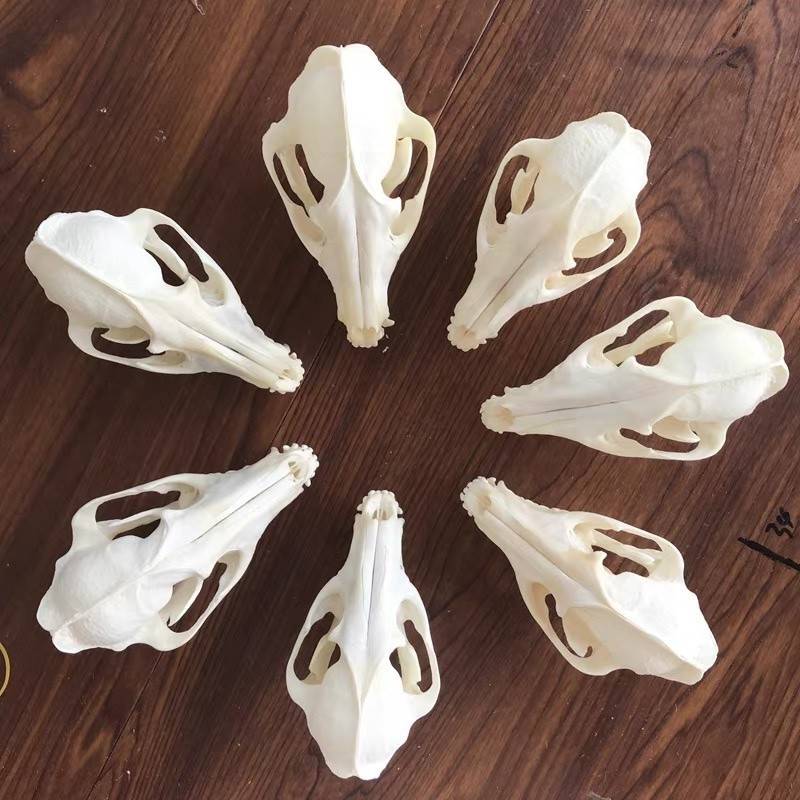 New 10Pcs Real Fox Skull Taxidermy Real Bone Skeleton Halloween Decoration Gift
