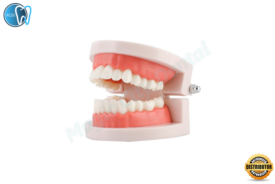 Dental Demonstration Standard Adult Teeth Model