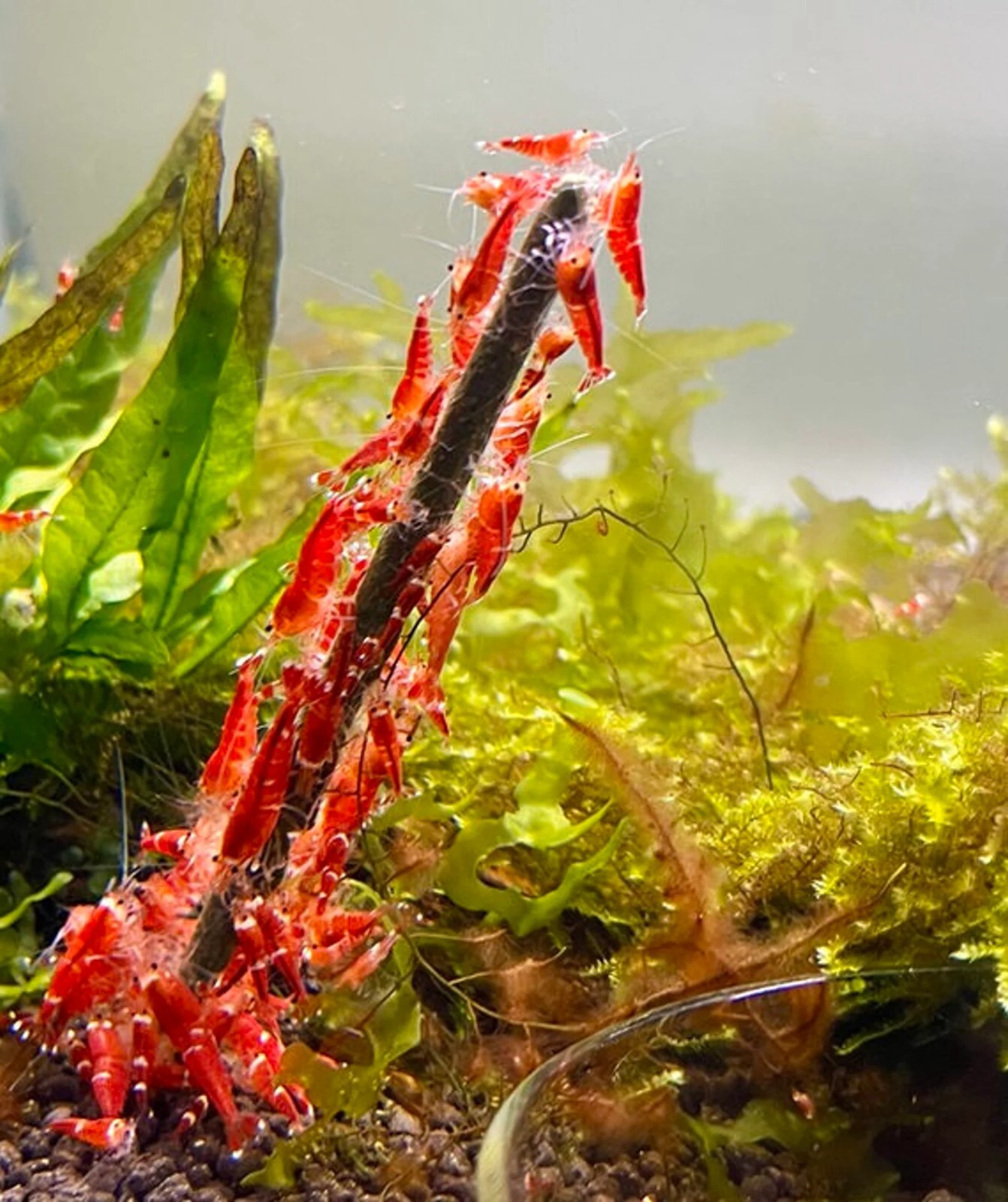 Shrimp Lollies 17 Sticks - All in One Lollies Nano - Homemade in USA Shrimp Food