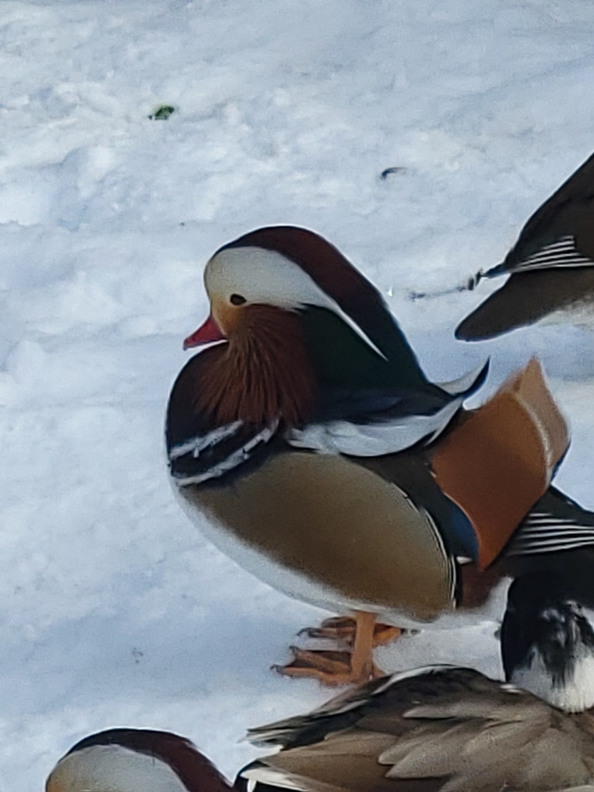 6+ Mandarin Duck Hatching Eggs. PRESALE!! Ship late April/May NPIP